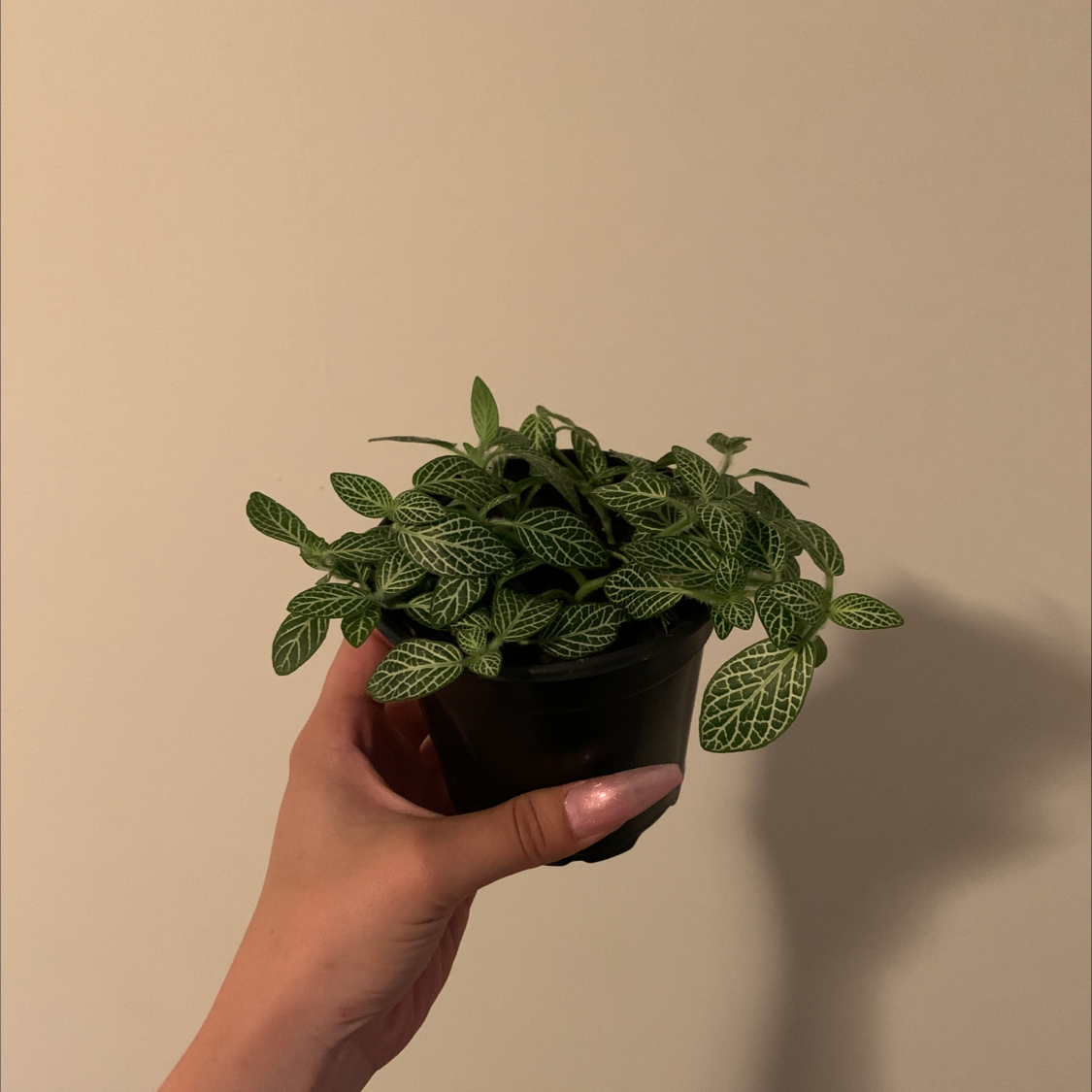 Nerve Plant plant photo by @MarinaBida named Nervous nelly on Greg, the plant care app.