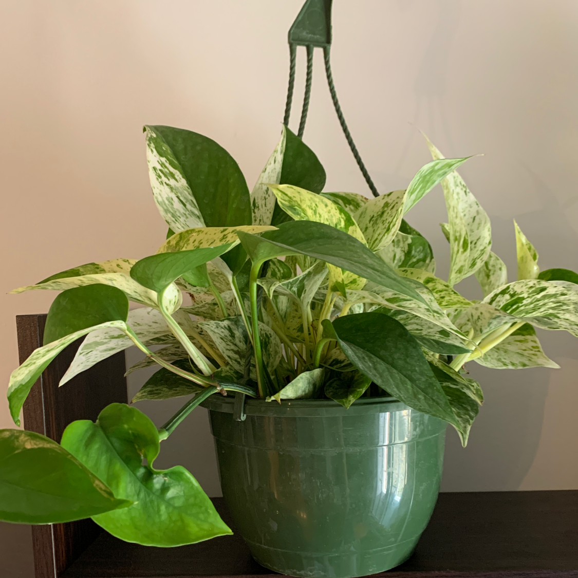 Marble Queen Pothos plant photo by @MarinaBida named Queen b on Greg, the plant care app.