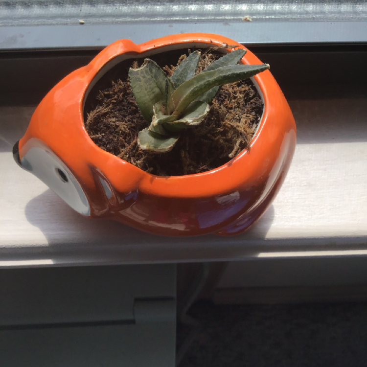 Photo of the plant species Haworthia glabrata by @Say_Parfait11 named Fox Succulent on Greg, the plant care app