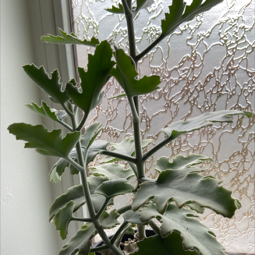 Felt Bush plant indoors near a window with textured glass, healthy green leaves.