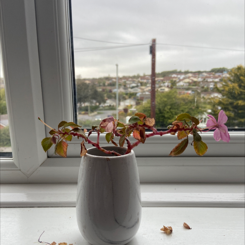 Buzzy Lizzy plant in a white pot on a windowsill with discolored leaves and a few flowers.