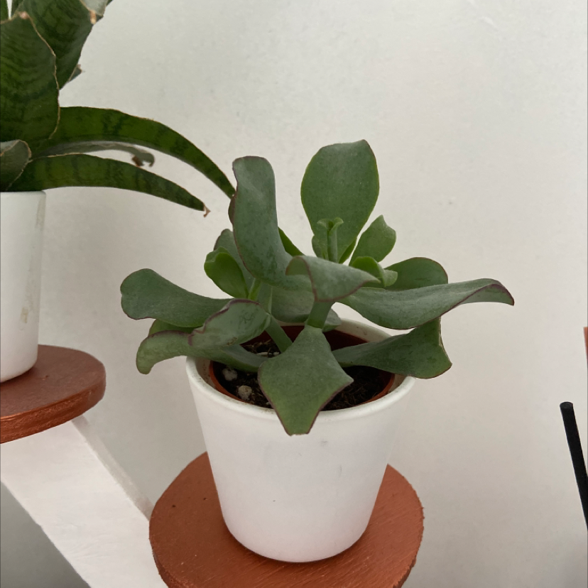 Potted Echeveria 'Perle von Nurnberg' with healthy green leaves.