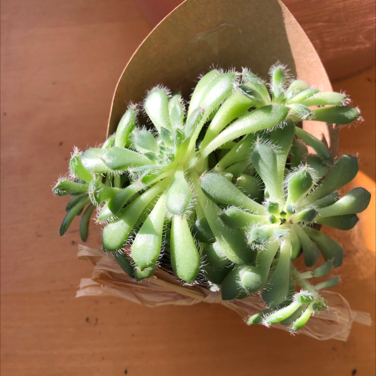 Mexican Firecracker plant photo by @Sunflower_Sam named Spark on Greg, the plant care app.