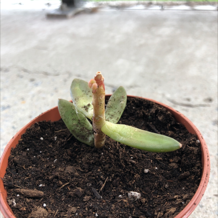 Pig's Ear plant photo by @Sunflower_Sam named Nemo on Greg, the plant care app.