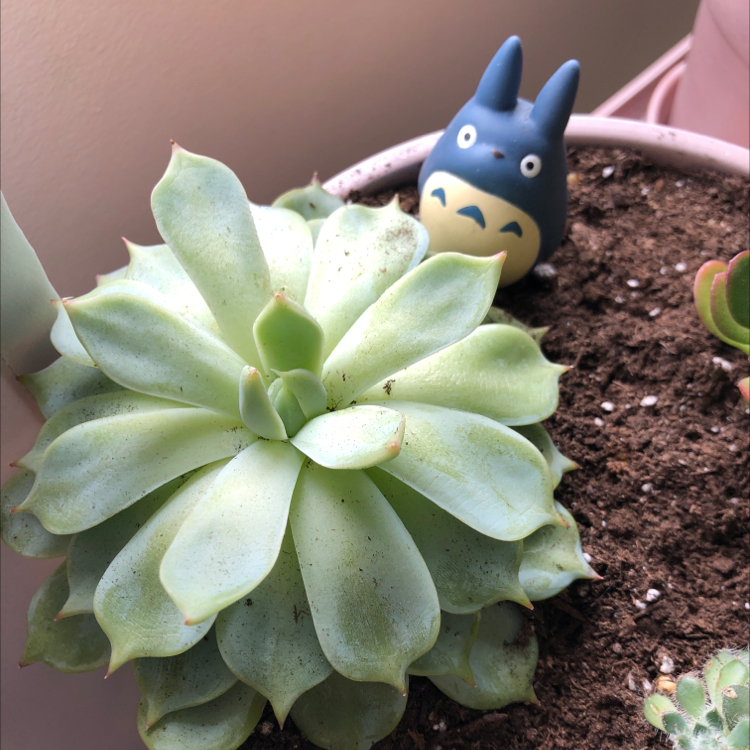 Blue Echeveria plant photo by @Sunflower_Sam named Cliopatra on Greg, the plant care app.
