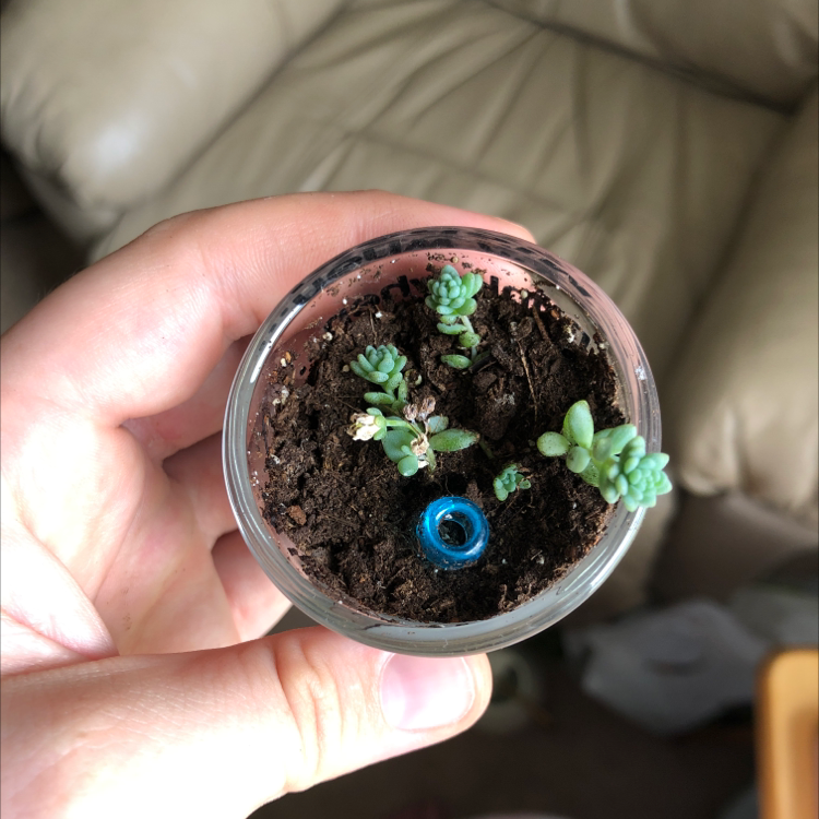 Corsican Stonecrop plant in a clear container with visible soil, held by a hand.