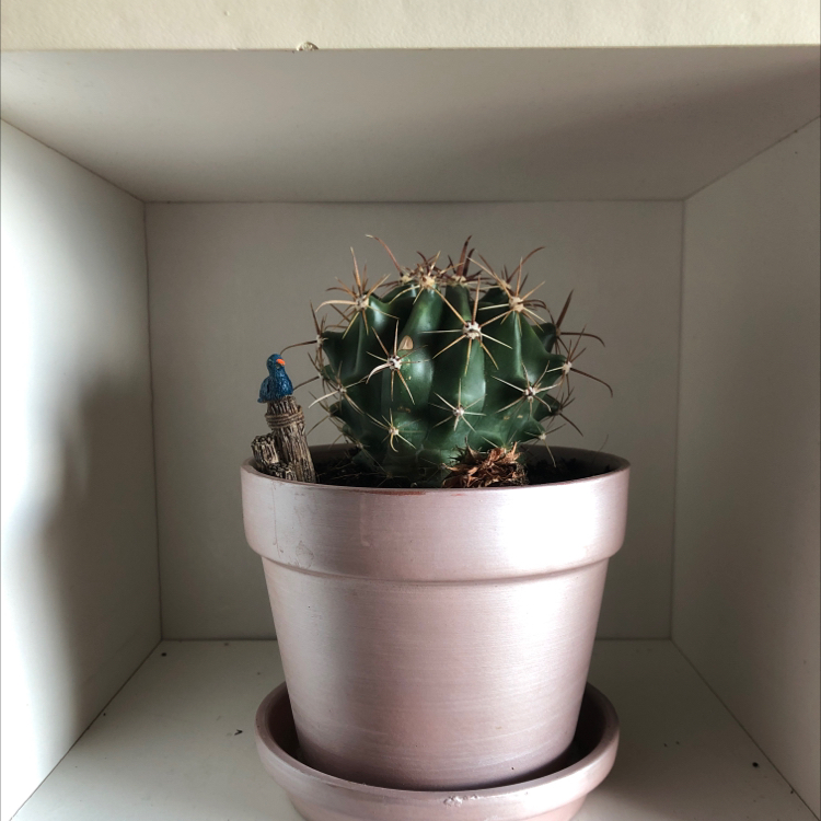 Photo of the plant species Texas Barrel Cactus by @Sunflower_Sam named Owch on Greg, the plant care app