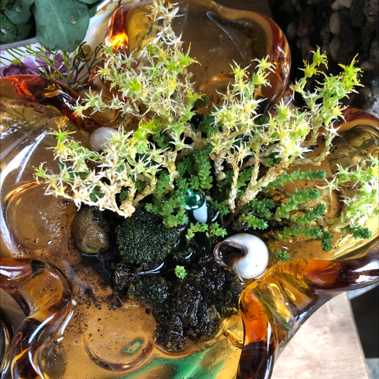 Goldmoss Stonecrop plant in a decorative glass container with some yellowing and browning foliage.