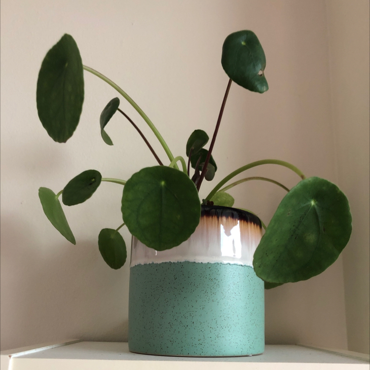 Chinese Money Plant plant photo by @Sunflower_Sam named Emerson on Greg, the plant care app.