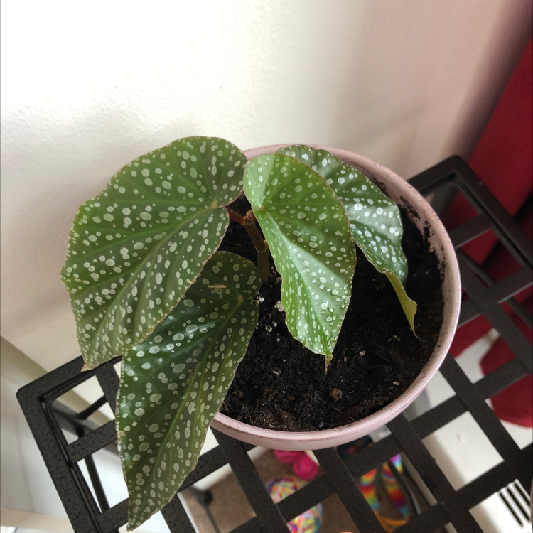 Polka Dot Begonia plant photo by @Sunflower_Sam named Spots on Greg, the plant care app.