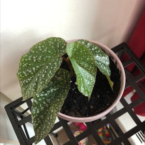 Polka Dot Begonia plant photo by Sunflower_sam named Spots on Greg, the plant care app.