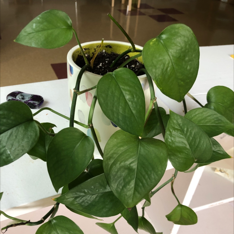 Taro Vine plant photo by @Sunflower_Sam named Droops(work) on Greg, the plant care app.
