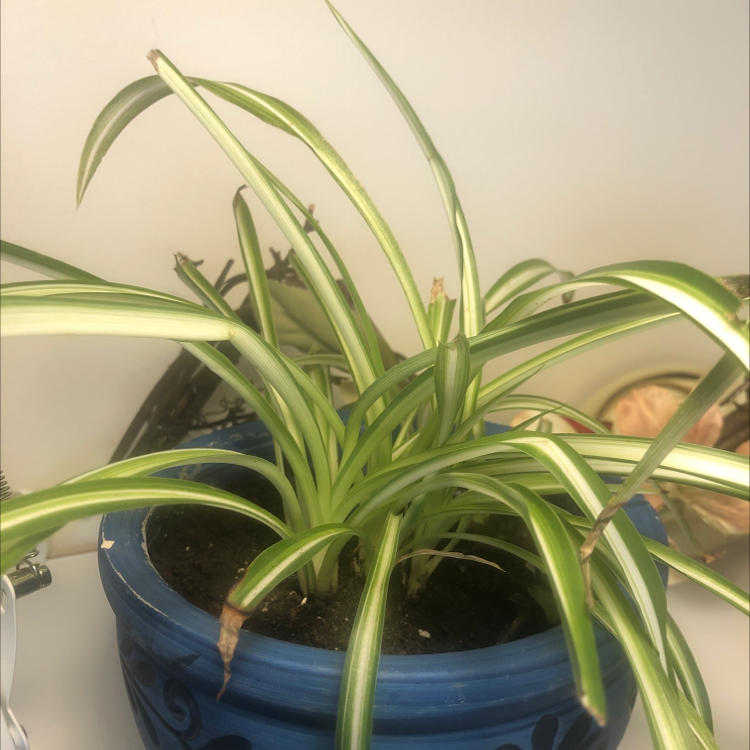 Spider Plant plant photo by @Sunflower_Sam named Potter on Greg, the plant care app.
