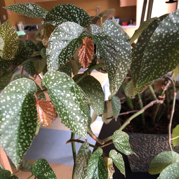 Polka Dot Begonia plant photo by @Sunflower_Sam named Spots(work) on Greg, the plant care app.