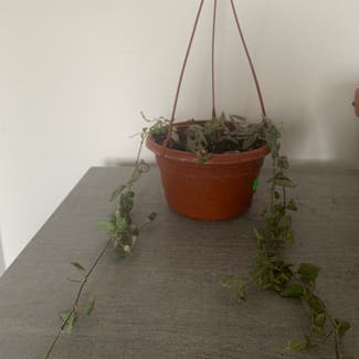 String of Hearts plant in Toronto, Ontario