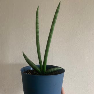 Cylindrical Snake Plant plant in Toronto, Ontario