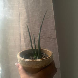 Cylindrical Snake Plant plant in Toronto, Ontario