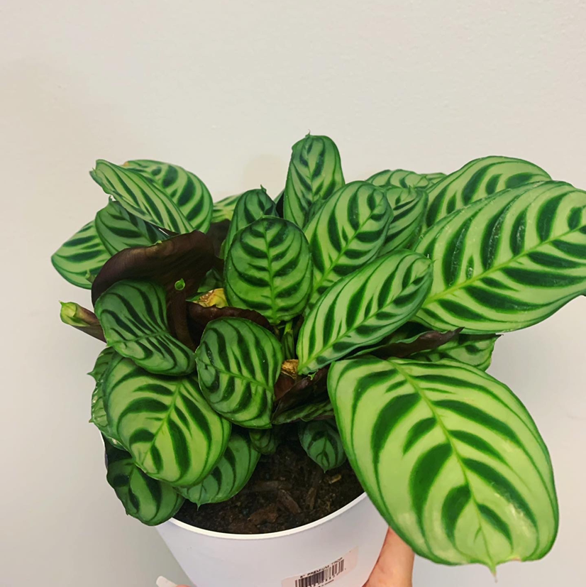 Photo of the plant species Fishbone Prayer Plant by @Shyanemisick named Juanita on Greg, the plant care app