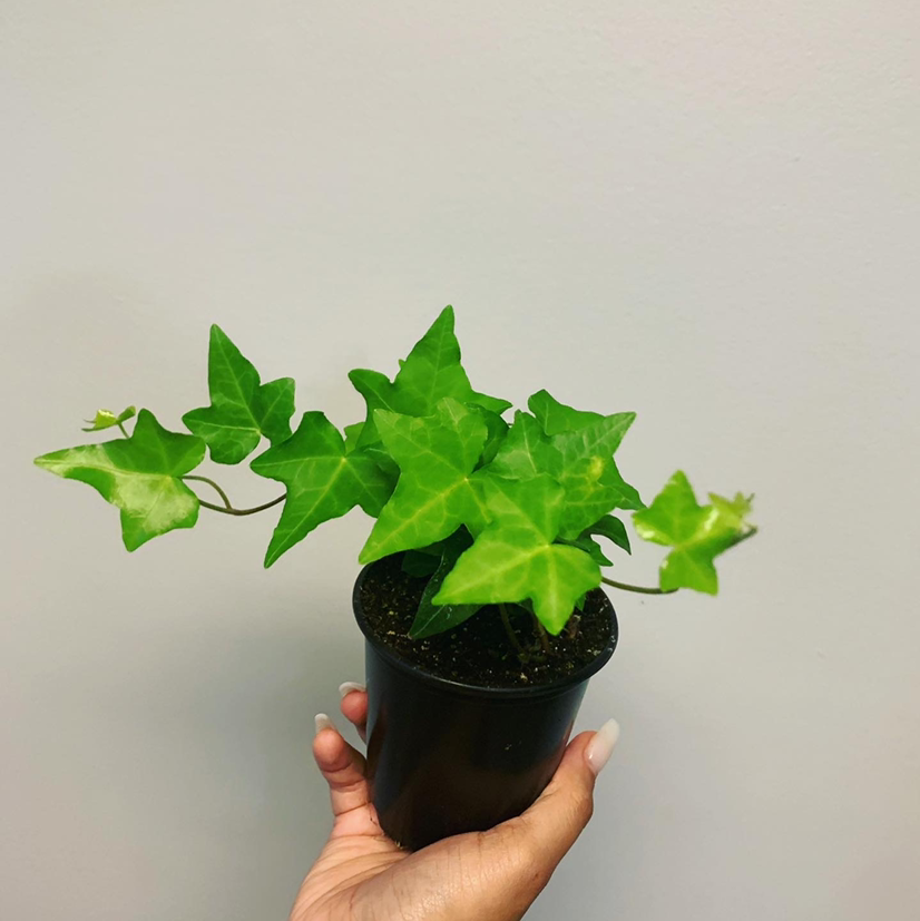 Photo of the plant species English Ivy by @Shyanemisick named Ralph 2.0 on Greg, the plant care app