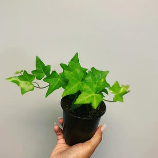 English Ivy plant in Toronto, Ontario