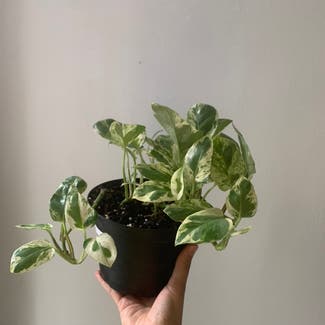 Pearls and Jade Pothos plant in Toronto, Ontario