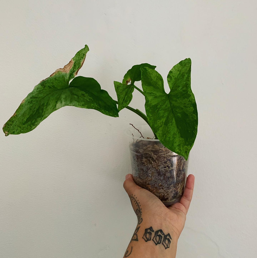 Syngonium podophyllum 'Mojito' plant held by a hand, with some browning on the leaf edges.