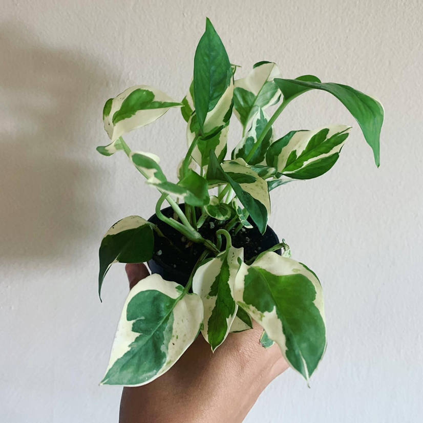 Photo of the plant species Pothos N' Joy by @Shyanemisick named Joy on Greg, the plant care app