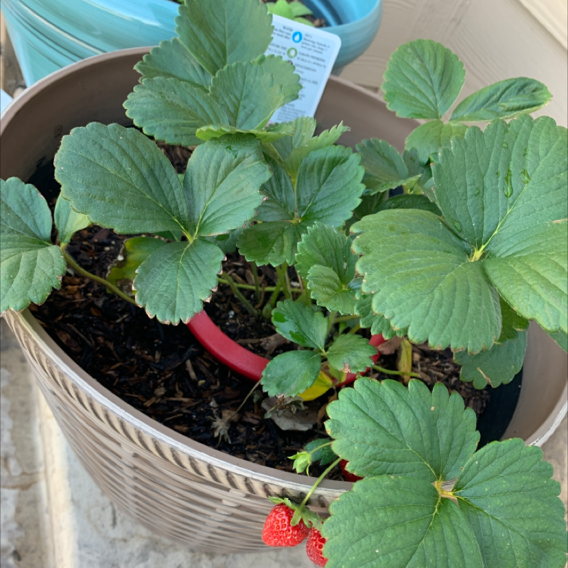 Photo of the plant species California Strawberry by @BunnySenpaiii named Amelie on Greg, the plant care app