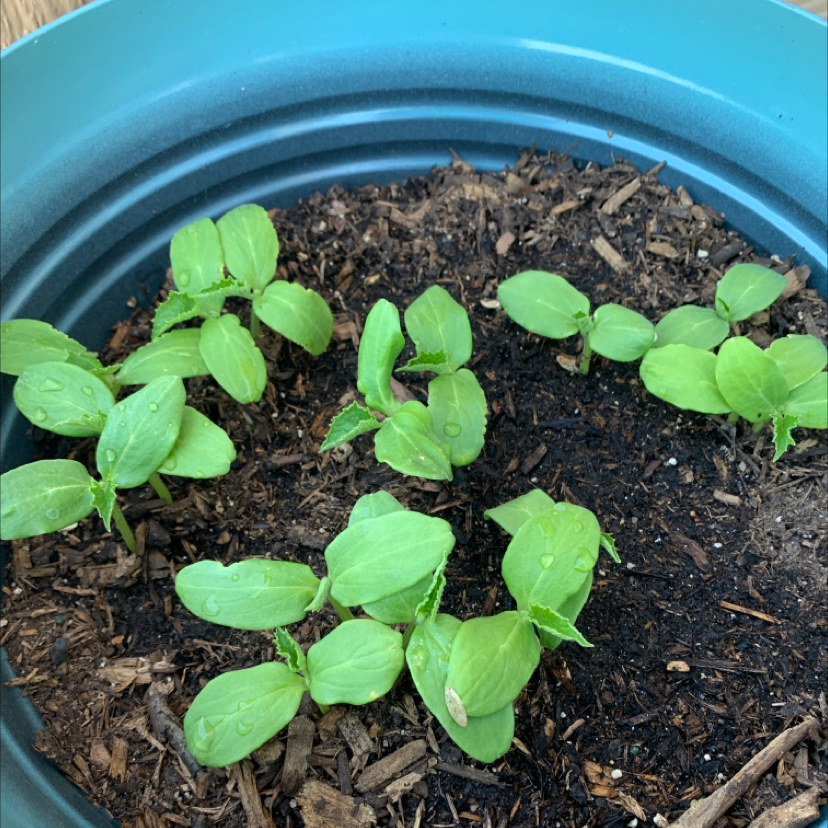 🥒 How Much Humidity Does My Cucumber Need?