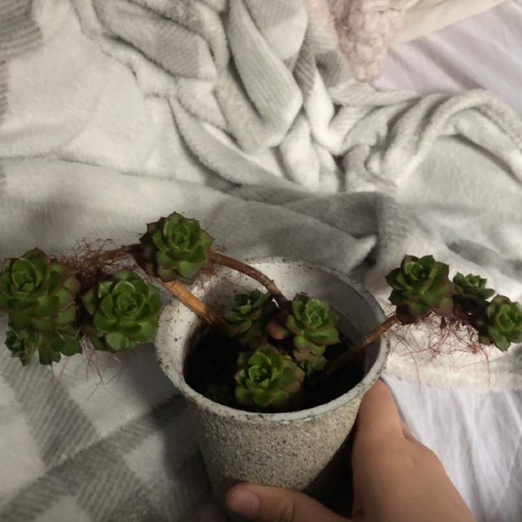 Potted Sedeveria 'Letizia' plant with multiple rosettes, partially visible soil, and a hand holding the pot.