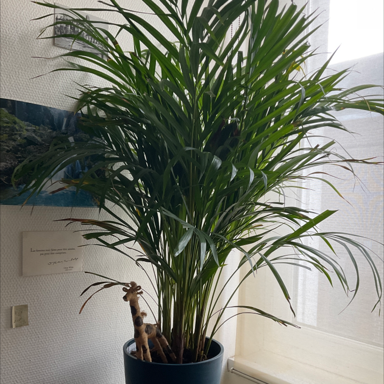 Photo of the plant species Areca Palm by @Sevi named Luthes on Greg, the plant care app