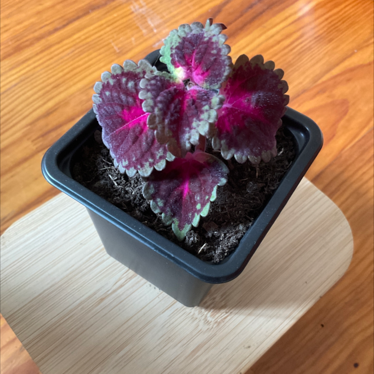 Coleus plant photo by @Sevi named Poupette on Greg, the plant care app.