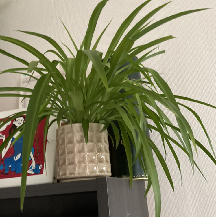Spider Plant plant photo by @Sevi named Cloclo on Greg, the plant care app.