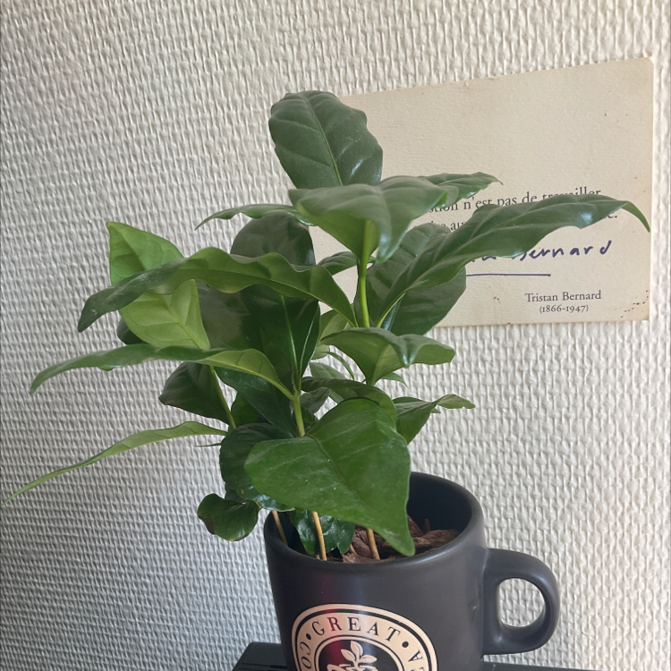 Arabian Coffee Plant plant photo by @Sevi named Hamilton on Greg, the plant care app.