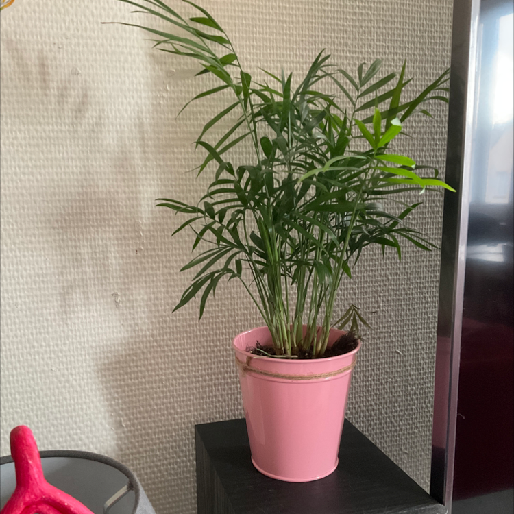 Parlour Palm plant photo by @Sevi named Elegant on Greg, the plant care app.