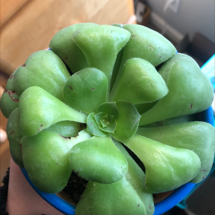 Healthy Tree Aeonium succulent with green rosette leaves in a blue pot.