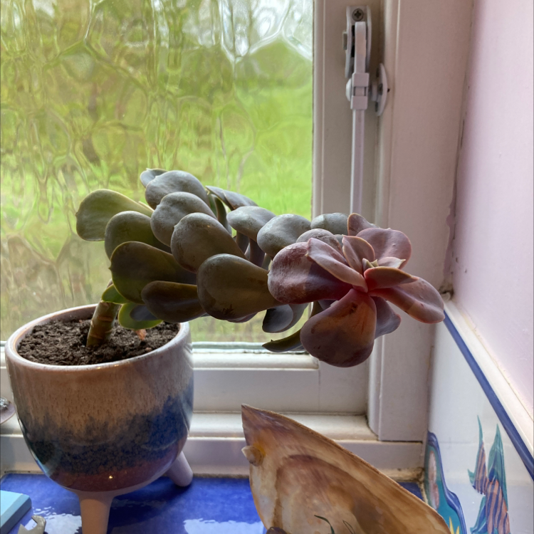 Echeveria 'Perle von Nurnberg' plant in a pot on a windowsill, leaning towards the light.
