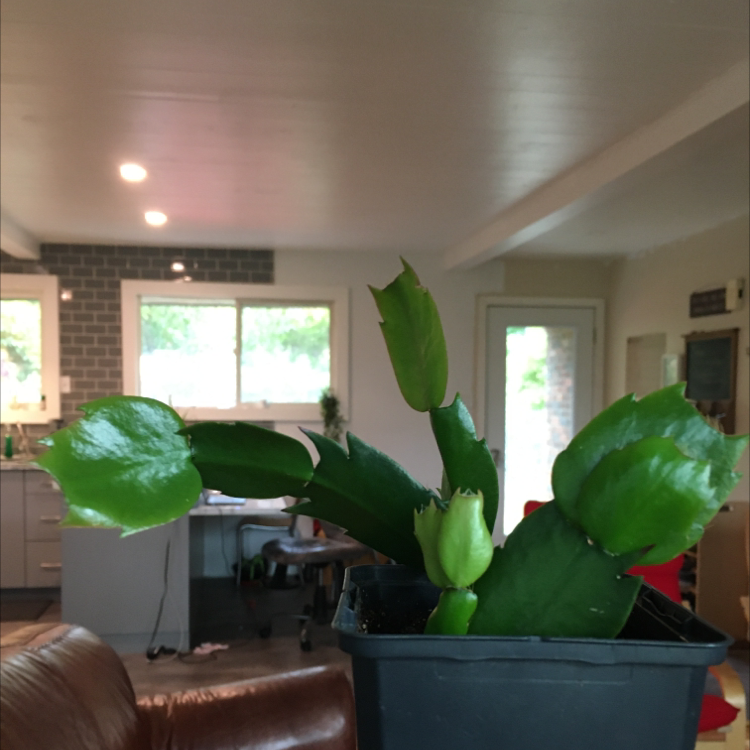 False Christmas Cactus plant photo by @jamiekremer named Natalia on Greg, the plant care app.
