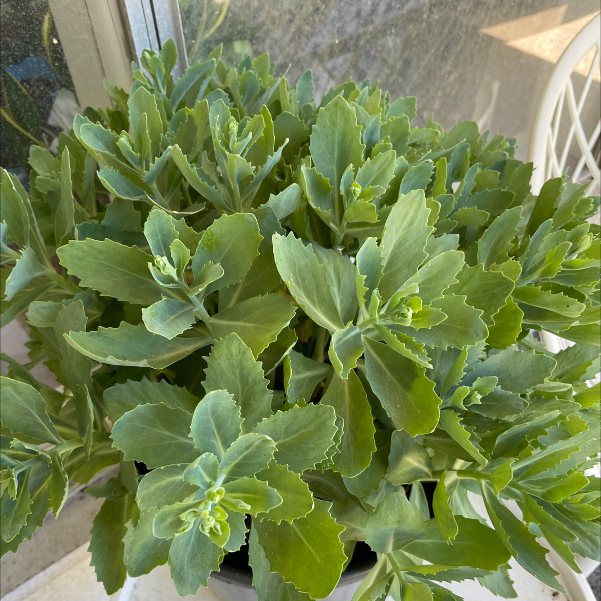 Close-up of a healthy showy stonecrop plant with dense, plump green leaves arranged in a compact rosette pattern.