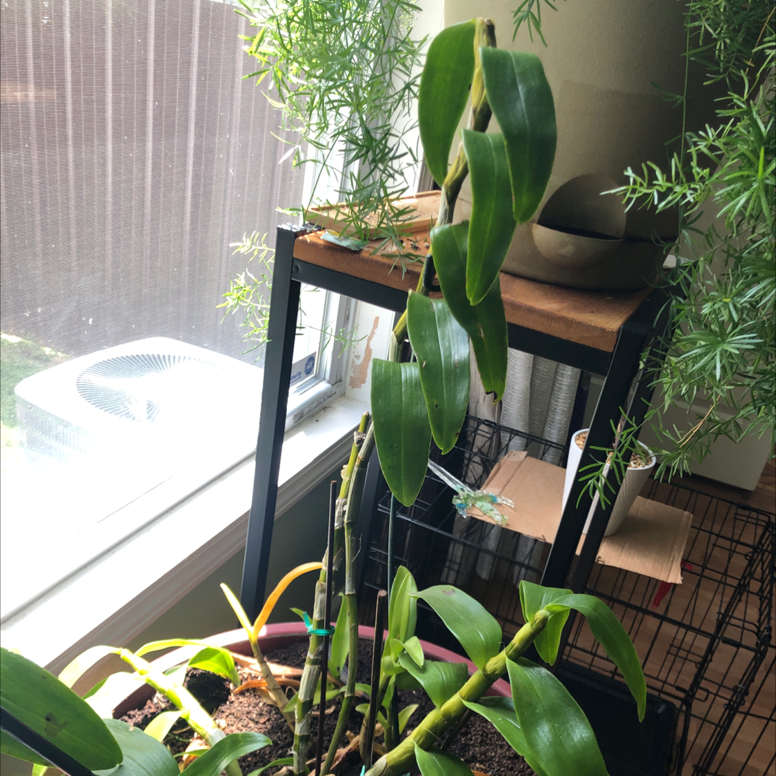 Basket Plant with long, slender leaves near a window. Some leaves show yellowing and browning.