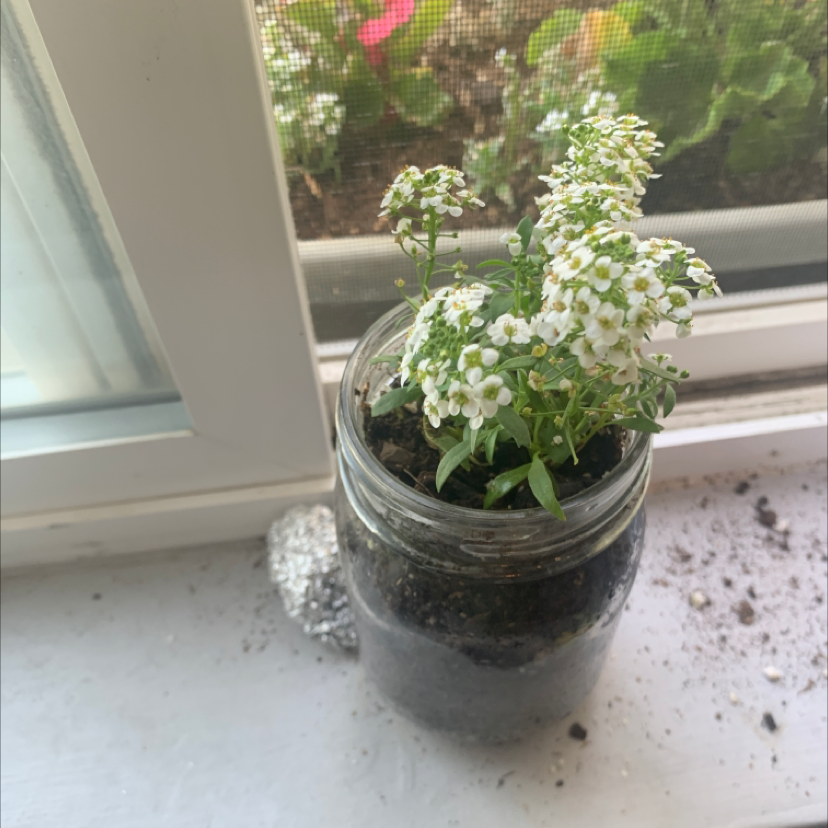 A potted sweet alyssum plant in full bloom with abundant clusters of tiny white flowers, growing in a glass jar on a windowsill.