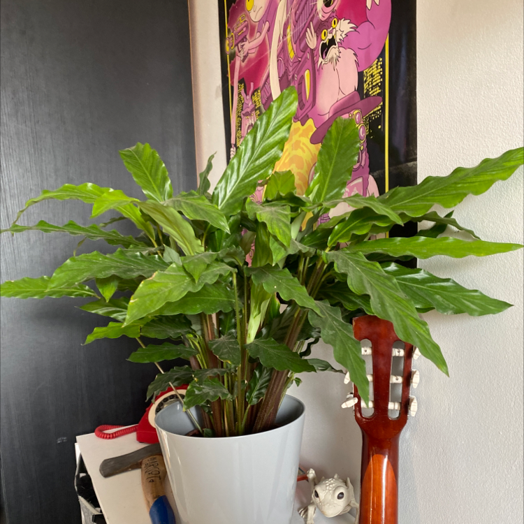 Furry Feather Calathea plant photo by @Taracaldwell named Priscilla on Greg, the plant care app.