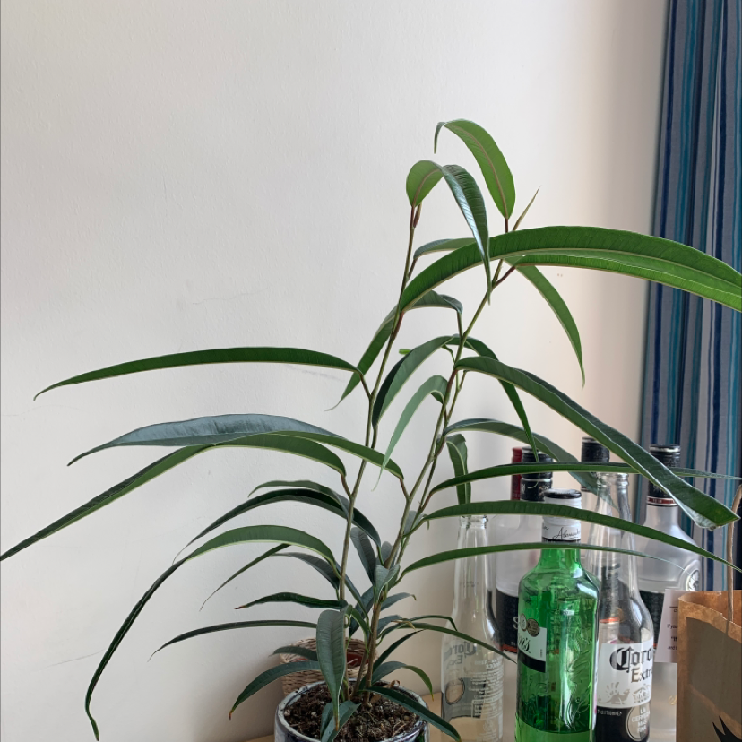 Ficus Alii plant in a pot with green leaves, placed on a surface with bottles in the background.
