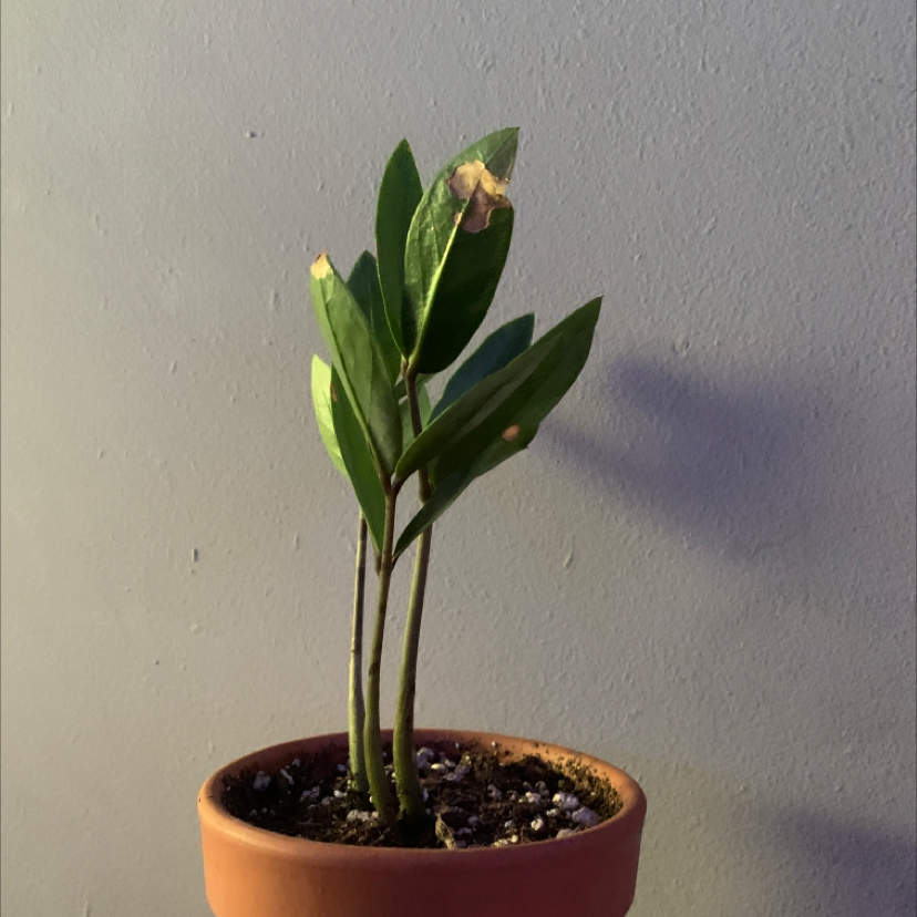 Zamioculcas Zamiifolia plant photo by @aw00ga named Tod on Greg, the plant care app.