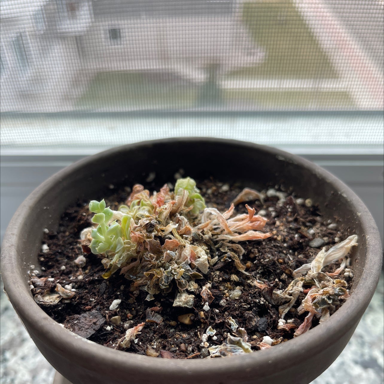 Why Are There Black Spots on My Painted Lady Leaves?