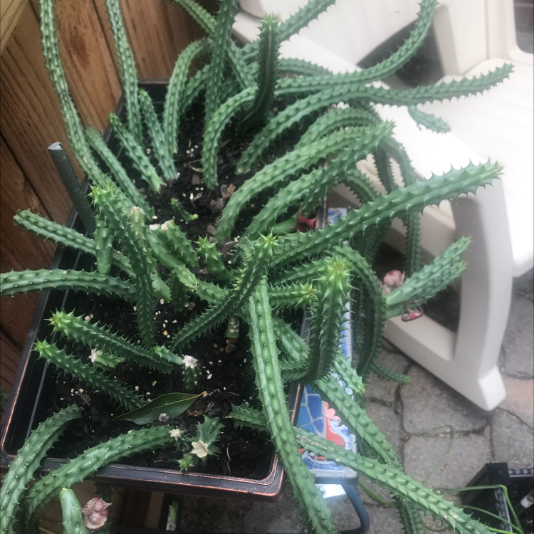 Photo of the plant species Eve's Needle Cactus by @almasoasis named James Dean on Greg, the plant care app