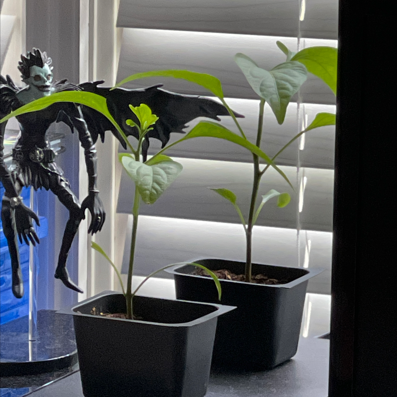 Two young Jalapeño Pepper plants in black pots near a window.
