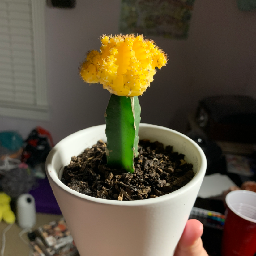 Moon Cactus (Gymnocalycium mihanovichii) in a white pot with visible soil, held by a hand.