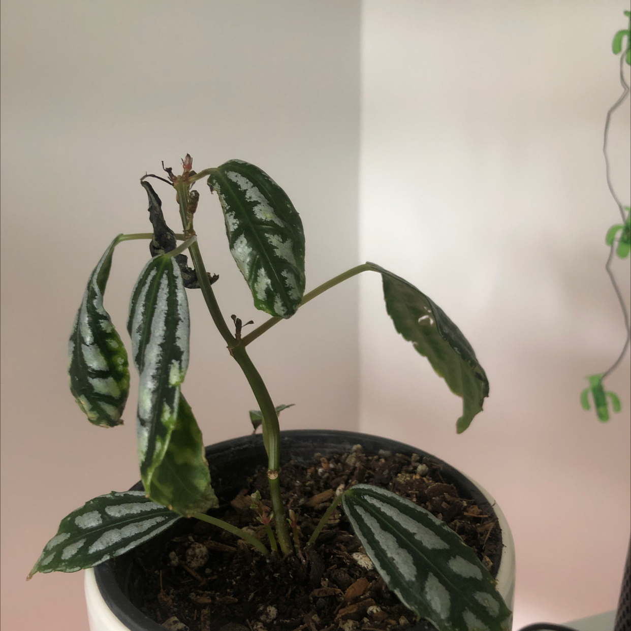 Aluminum Plant plant photo by Petra named Ronaldo on Greg, the plant care app.