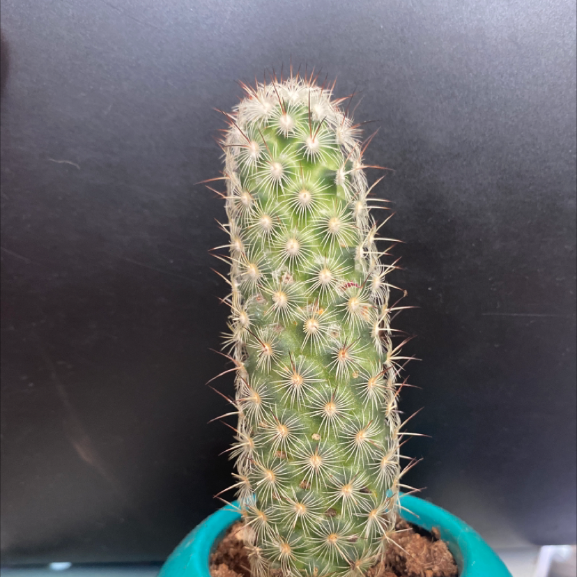 Image of a healthy Silver Torch Cactus in a pot.